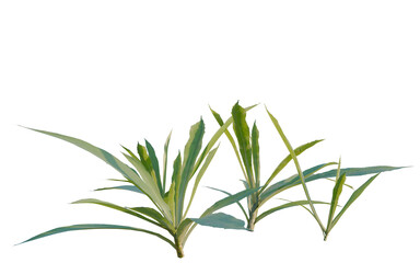 Fototapeta premium Aster subulatus tree, elevation, front view, cutout, transparent background, isolate, Close-up of a vibrant green leaf, detailed texture showcasing nature's beauty and freshness.