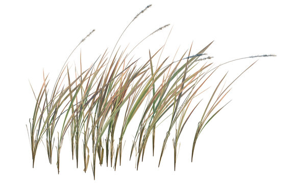 Imperata cylindrica tree, elevation, front view, cutout, transparent background, isolate, Delicate texture of dry grass stalks, closeup of field vegetation, botanical detail