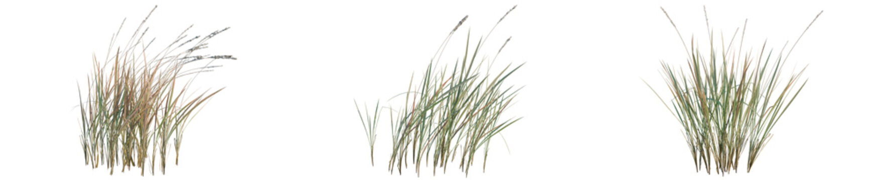 Imperata cylindrica tree, elevation, front view, cutout, transparent background, isolate, Delicate ornamental grass texture, close-up, botanical photography, soft focus, natural beauty