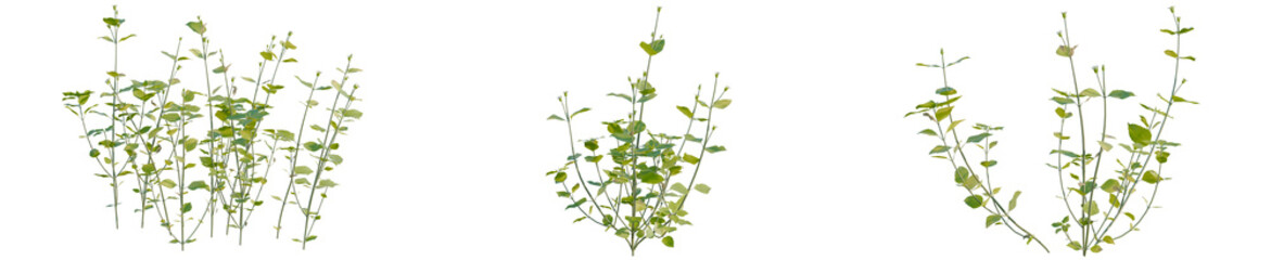 Naklejka premium Stellaria media tree, elevation, front view, cutout, transparent background, isolate, Delicate green plant leaves with a soft focus background, perfect for nature themes.