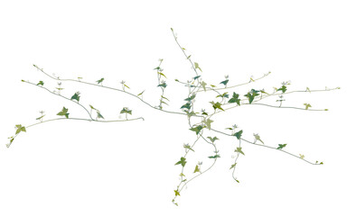 Zehneria indica tree, elevation, front view, cutout, transparent background, isolate, Delicate vine climbing on a wall, natural organic texture, springtime floral elements © Peter Hai