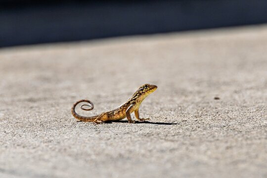 Anolis Carolinensis Images – Browse 8,251 Stock Photos, Vectors