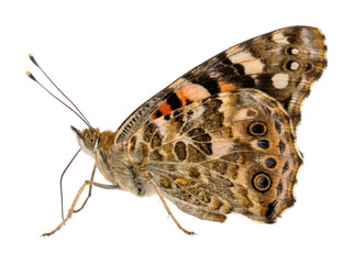 Painted Lady Butterfly Side Profile Macro Cutout © Beni