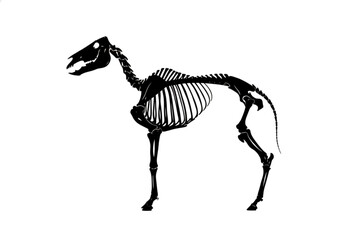 Horse Skeleton Anatomy: A detailed black and white illustration of a horse skeleton, showcasing the intricate bone structure and articulation, perfect for educational and scientific purposes. © MetaPixel Studio
