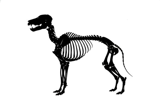 Dog Skeleton Anatomy: A detailed black and white illustration of a dog's skeletal structure, showcasing the intricate bone formation and anatomy of a canine.