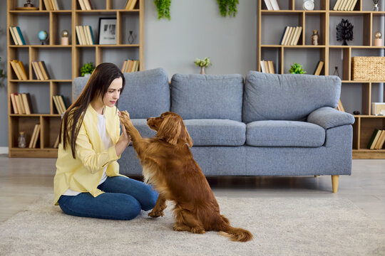 Woman dog training obedience command at home. A pet owner on carpet meets a cocker spaniel pressing paws to her hands for a high five in a bright room. Concept of obedience, trust and bonding.