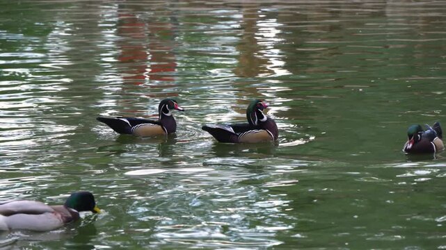 These birds are Wood Ducks (Aix sponsa), a type of perching duck common in North America.