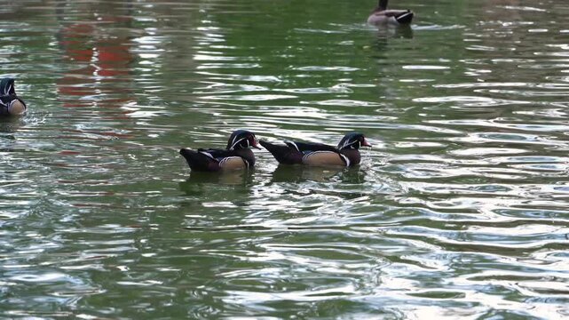 These birds are Wood Ducks (Aix sponsa), a type of perching duck common in North America.