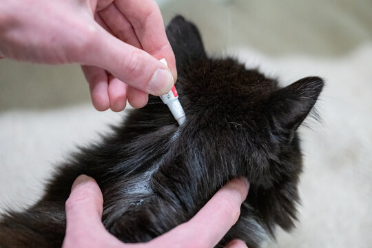 Applying antiparasitic treatment to cat fur for flea and tick prevention during pet care at home