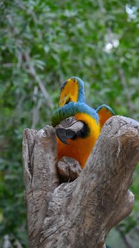 These birds are Blue-and-yellow Macaws (Ara ararauna), large Neotropical parrots known for their vibrant plumage.