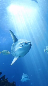 Underwater shot of an ocean sunfish (Mola mola) swimming in deep blue water. Rare marine wildlife scene captured in a clear ocean environment.