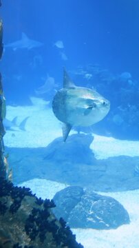 Underwater shot of an ocean sunfish (Mola mola) swimming in deep blue water. Rare marine wildlife scene captured in a clear ocean environment.