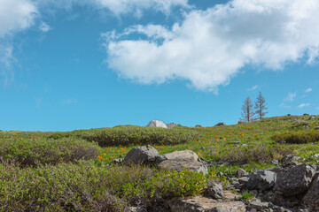 Fototapeta premium White tent on green grassland among vivid orange flowers and rocks in bright sun under clouds in blue sky. Alone tent on flowering hilly meadow among thickets and stones in cloudy changeable weather.