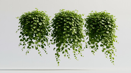 Fototapeta premium Group of Dichondra creeper plants isolated on a transparent background, 3D render botanical concept, with copy space