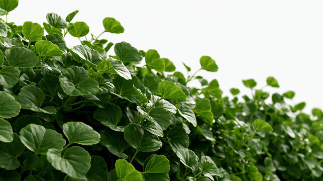Group of Dichondra creeper plants isolated on a transparent background, 3D render botanical concept, with copy space