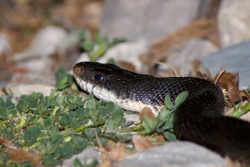 Fototapeta premium Close-Up Black Snake Head Turned Away Looking Left on Rocks and Foliage