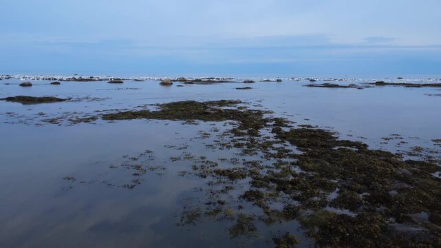 Drone footage gliding above the calm waters of Mitis Bay, revealing coastal rocks, seaweed patches and distant snow geese resting along the St. Lawrence River in Quebec, Canada.