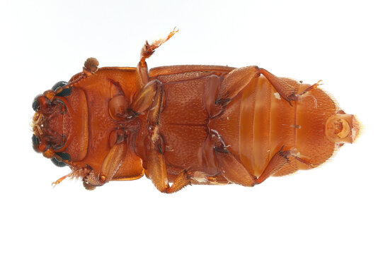 Carpophilus fumatus is a member of the dimidiatus complex. Pest feeding on fruits including apple, quince, peach, plum, and strawberry. View from below, isolated on a white background.