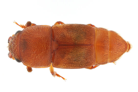 Carpophilus fumatus is a member of the dimidiatus complex. Pest feeding on fruits including apple, quince, peach, plum, and strawberry. Top view, isolated on a white background