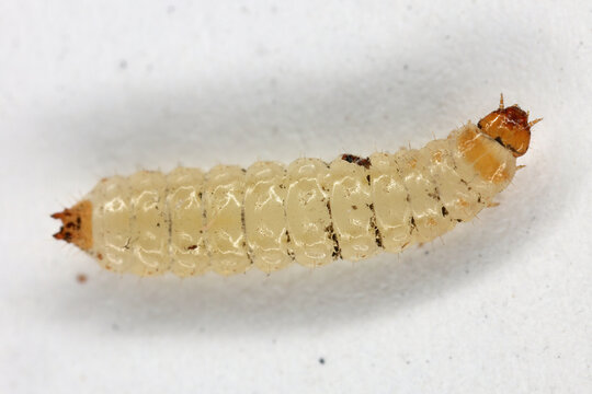 Larva of Carpophilus dimidiatus, the cornsap beetle, is a species of sap-feeding beetle in the family Nitidulidae. Pest feeding on most fruits and vegetables.