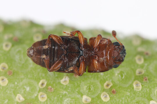Adult on the back of Carpophilus dimidiatus, the cornsap beetle, is a species of sap-feeding beetle in the family Nitidulidae. Pest feeding on most fruits and vegetables.