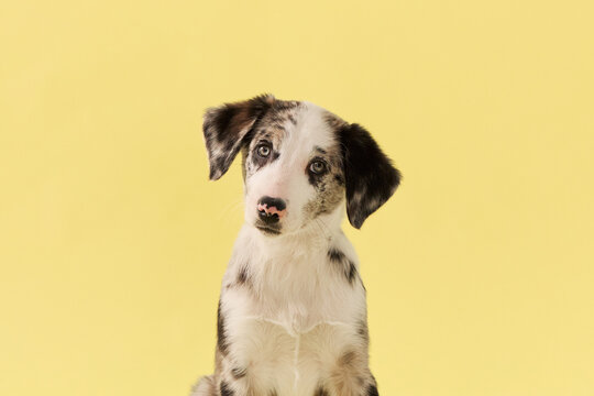 puppy looks directly at camera in studio portrait. Yellow background and merle coat create clean commercial pet photography mood.