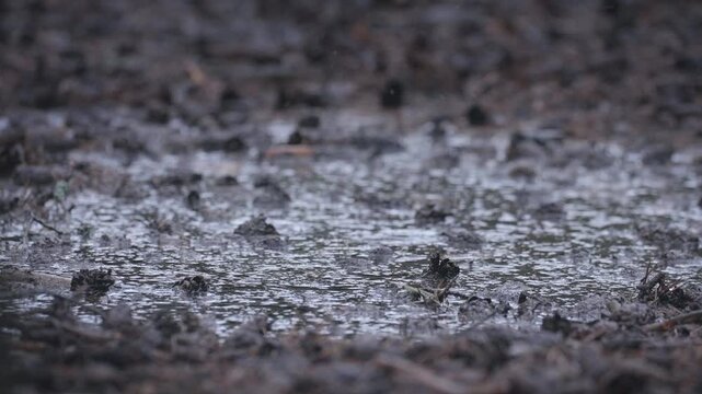 Rain Falling into Mud Puddle in Forest Close Up