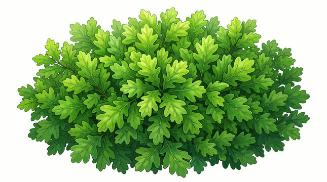 A dense circular shrub with textured bright green jagged leaves captured as a high quality isolated asset on a stark white background for landscape