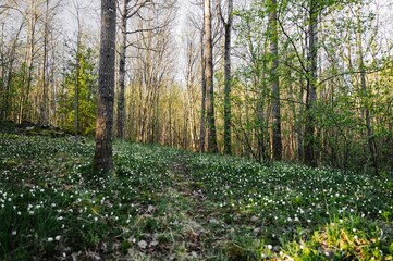 Fototapeta premium Spring forest meadow with blooming wood anemones and fresh green trees in Finland countryside