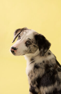 puppy looks directly at camera in studio portrait. Yellow background and merle coat create clean commercial pet photography mood.