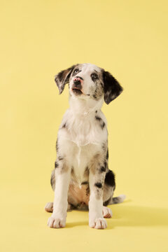 A puppy dog poses in a bright studio setup with soft expression. Yellow backdrop and clean composition create modern pet portrait mood.