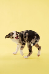 A puppy dog walks carefully in colorful studio lighting. Yellow backdrop creates cheerful...
