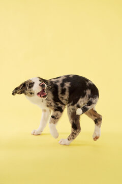 A puppy dog walks carefully in colorful studio lighting. Yellow backdrop creates cheerful commercial pet photography composition.