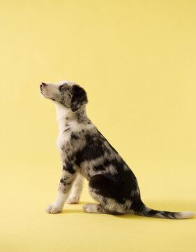 puppy looks directly at camera in studio portrait. Yellow background and merle coat create clean commercial pet photography mood.