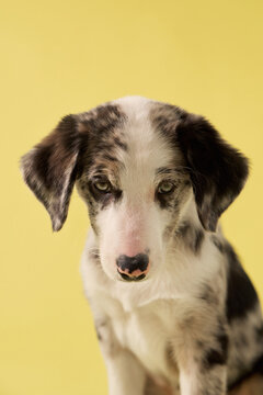A puppy dog looks curiously in studio portrait lighting. Yellow backdrop and soft fur create friendly commercial pet photography mood.
