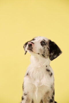 A puppy dog looks forward in close studio portrait. Bright yellow background creates cheerful commercial pet photography atmosphere.