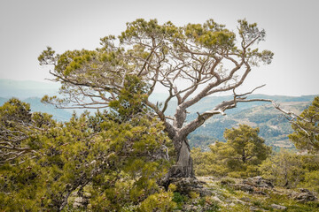 Fototapeta premium Ancient lonely pine tree with twisted branches on top of a scenic hill