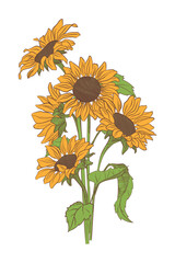Hand drawn vector sunflower bouquet with blooming summer flowers isolated on white. Botanical illustration for floral design, greeting card, poster and seasonal decoration © Gulsim