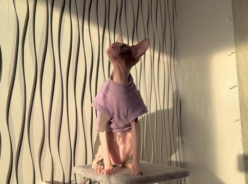 Playful Sphynx Cat Playing Indoors &ndash; Hairless Cat Funny Activity Video
Adorable Sphynx cat playing actively indoors. Curious hairless cat having fun, moving, jumping, and exploring home environment. 