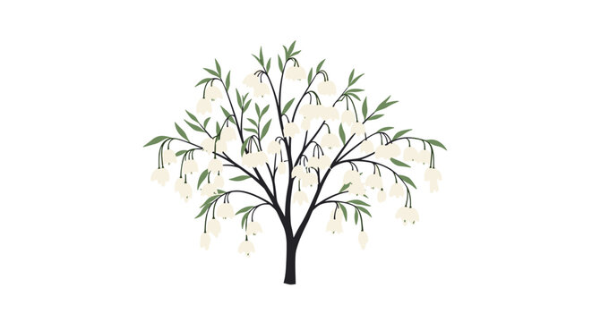 Graceful illustration of a tree with many white bell shaped flowers hanging from its branches against a white backdrop.