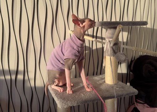 Playful Sphynx Cat Playing Indoors &ndash; Hairless Cat Funny Activity Video
Adorable Sphynx cat playing actively indoors. Curious hairless cat having fun, moving, jumping, and exploring home environment. 