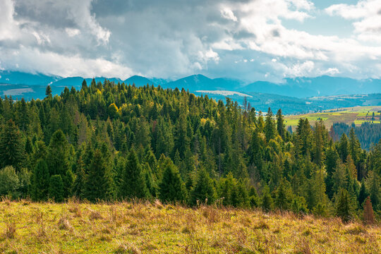 mountain landscape on september forenoon. green nature of carpathian mountains with coniferous forest. view of a scenery with rolling hills under cloudy sky. pasture near woods