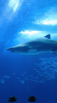 Vertical underwater shot of a bull shark swimming through deep blue ocean water. Powerful marine predator captured in its natural environment.