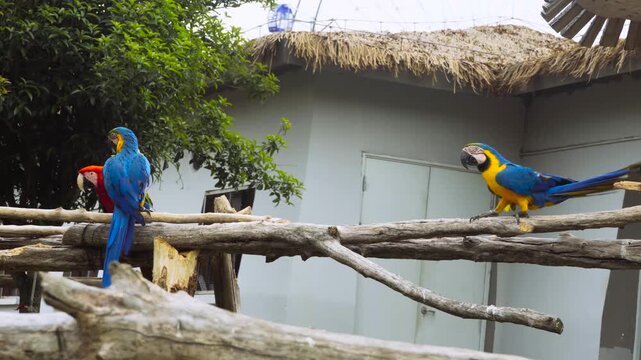 Colorful Macaws Perched on Wooden Branches in Outdoor Aviary