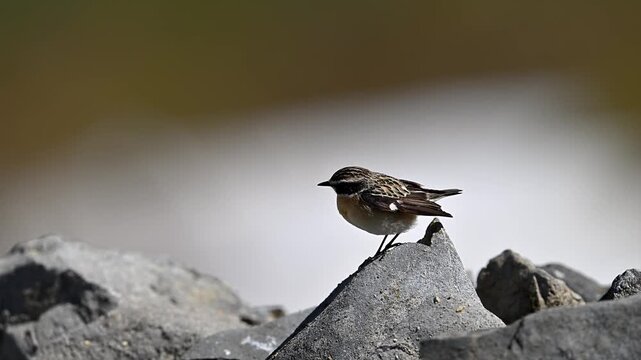 woodchat standing on a rock in winter and snowy background