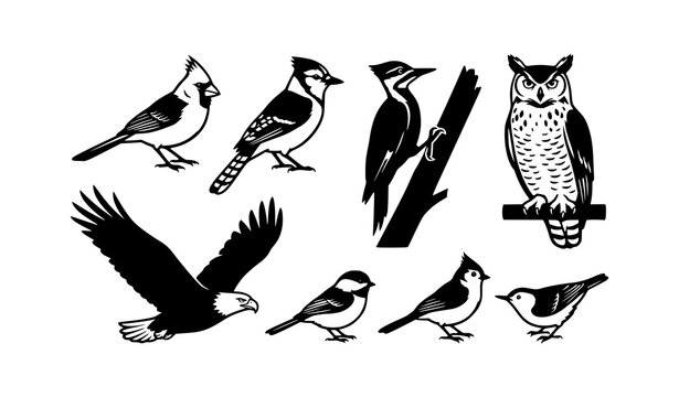 ​North American Woodland Birds Vector Illustration Set: Black and White Icons of Cardinal, Blue Jay, Woodpecker, Owl, Bald Eagle, and Songbirds Isolated on White Background.