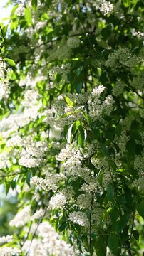 Blooming bird cherry (Prunus padus) swaying on breeze on spring day. White flowers of Hackberry, hagberry, heckberry, hog cherry, black dogwood or Mayday tree. Spring time in nature. 
