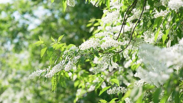 Blooming bird cherry (Prunus padus) swaying on breeze on spring day. White flowers of Hackberry, hagberry, heckberry, hog cherry, black dogwood or Mayday tree. Spring time in nature. 