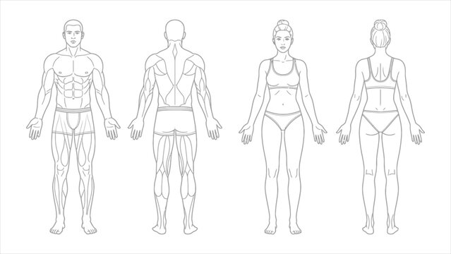Anatomical Mapping Front and Back Body Views