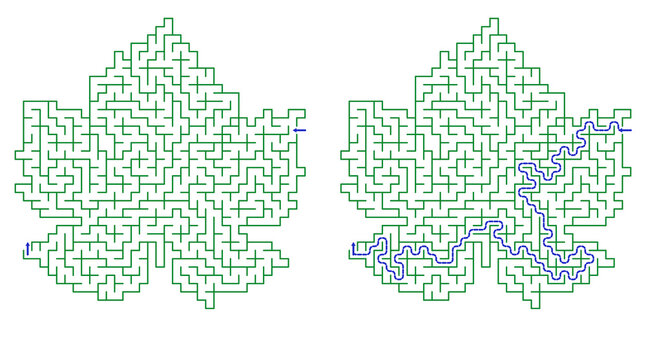 Leaf-shaped maze with highlighted path on white background  